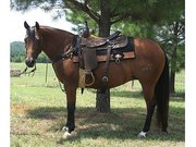 Healthy Horse For Sell