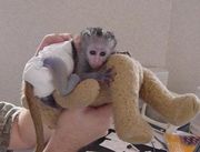 Succulent Male And Female Capuchin Monkeys For Adoption