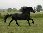 friesian mare for adoption