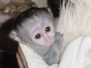 sweet male and female capuchin monkeys for adoption
