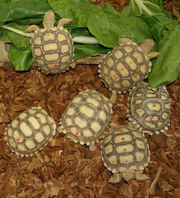 Hand Raised tortoises/turtles ready