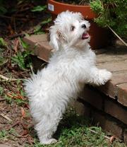 Male and Female Maltese Puppies For Free Adoption