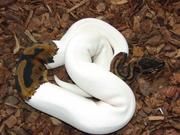 albino and piedbald pythons for free adoption