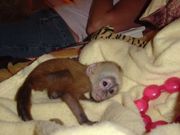 lovely baby capuchin monkey for x-mas
